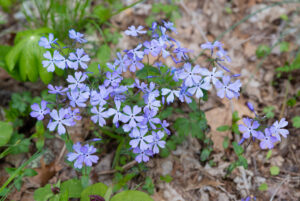 WVDEP accepting submissions for ‘Roadsides in Bloom’ calendar